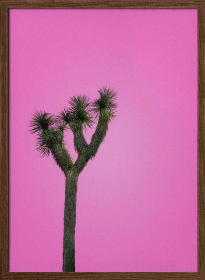 Joshua Tree with Pink Sky - Stretched Canvas, Poster or Fine Art Print I Heart Wall Art
