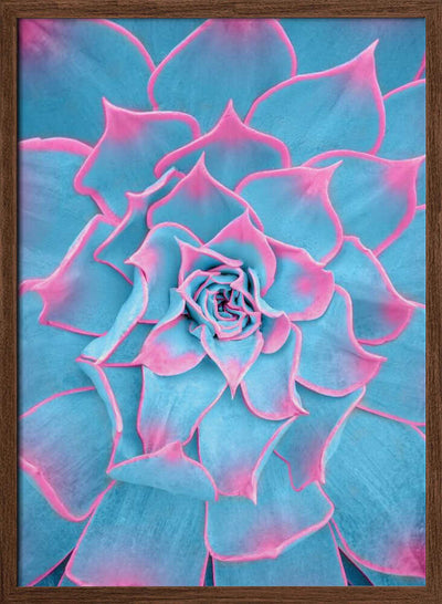 Blue and Pink Succulent - Stretched Canvas, Poster or Fine Art Print I Heart Wall Art