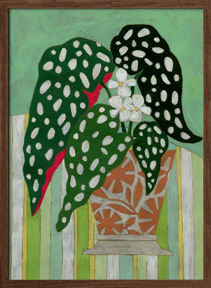 Begonia Maculata - Stretched Canvas, Poster or Fine Art Print I Heart Wall Art