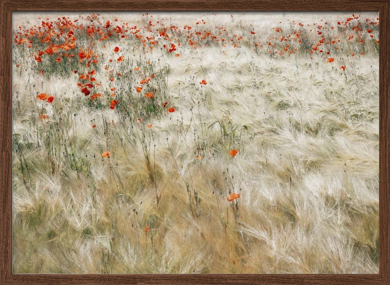 Summerfield - Stretched Canvas, Poster or Fine Art Print I Heart Wall Art