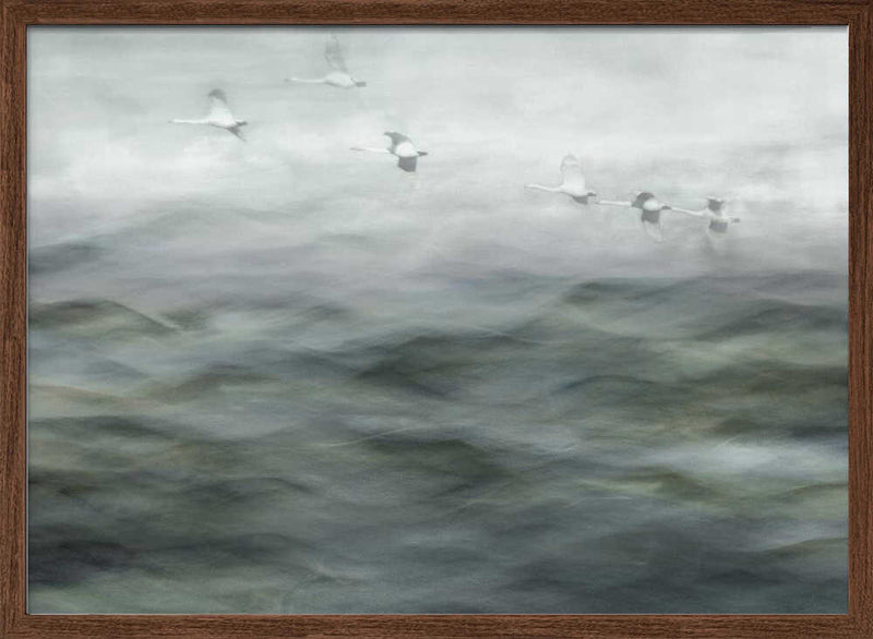 Swan Lake - Stretched Canvas, Poster or Fine Art Print