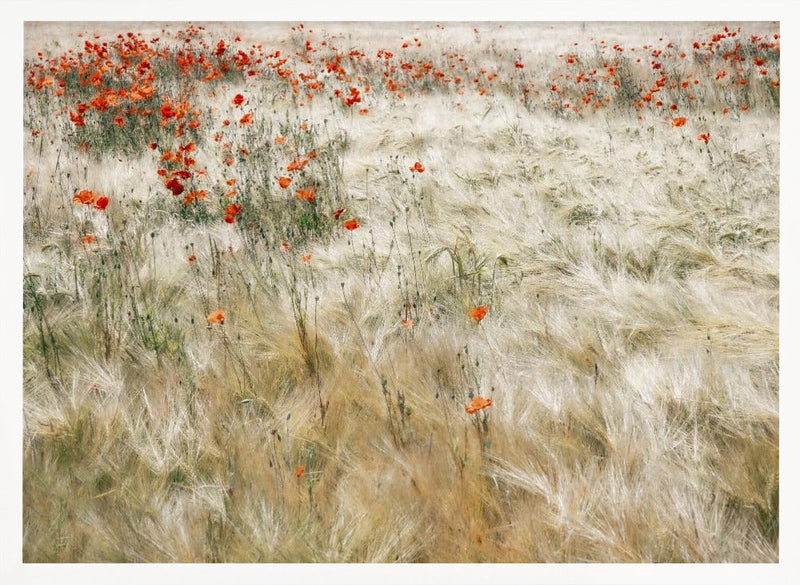 Summerfield - Stretched Canvas, Poster or Fine Art Print I Heart Wall Art