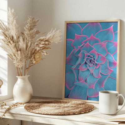 Blue and Pink Succulent - Stretched Canvas, Poster or Fine Art Print I Heart Wall Art