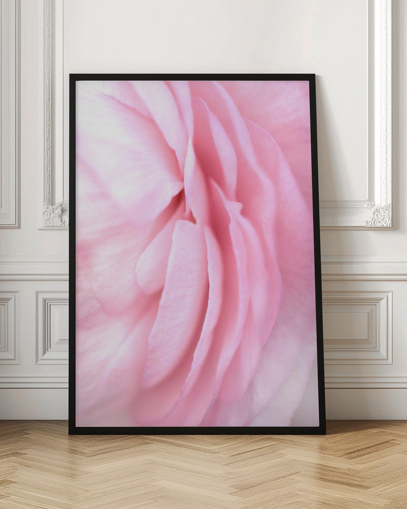 Soft pink petals - Stretched Canvas, Poster or Fine Art Print I Heart Wall Art
