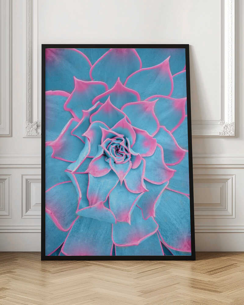 Blue and Pink Succulent - Stretched Canvas, Poster or Fine Art Print I Heart Wall Art
