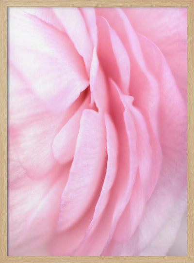 Soft pink petals - Stretched Canvas, Poster or Fine Art Print I Heart Wall Art