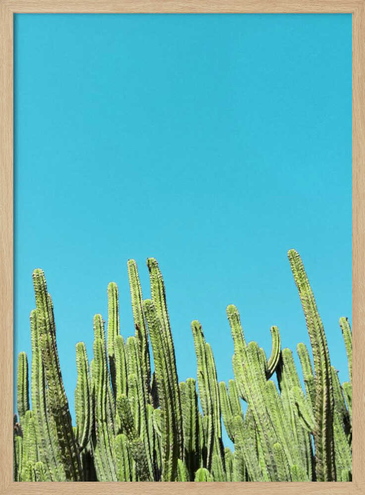 Cactus Reaching for the Sky - Stretched Canvas, Poster or Fine Art Print I Heart Wall Art