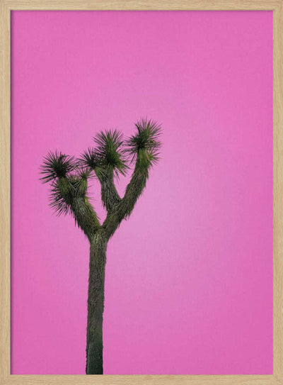 Joshua Tree with Pink Sky - Stretched Canvas, Poster or Fine Art Print I Heart Wall Art