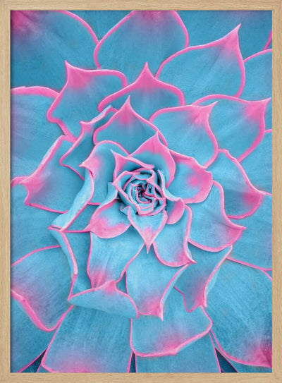 Blue and Pink Succulent - Stretched Canvas, Poster or Fine Art Print I Heart Wall Art