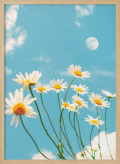Magical Daisies - Stretched Canvas, Poster or Fine Art Print I Heart Wall Art