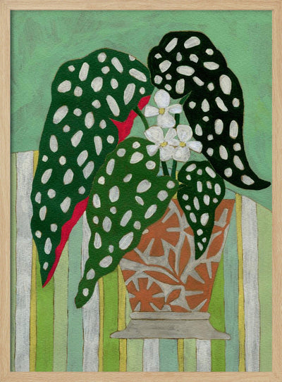 Begonia Maculata - Stretched Canvas, Poster or Fine Art Print I Heart Wall Art