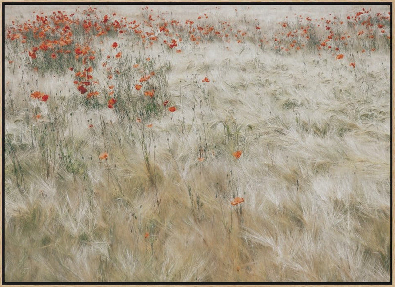 Summerfield - Stretched Canvas, Poster or Fine Art Print I Heart Wall Art