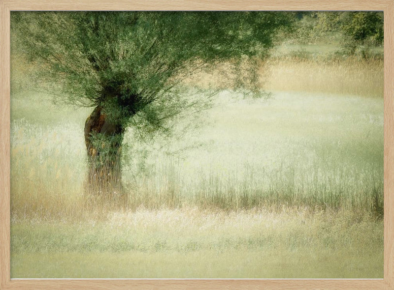 Willow - Stretched Canvas, Poster or Fine Art Print I Heart Wall Art