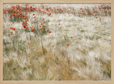 Summerfield - Stretched Canvas, Poster or Fine Art Print I Heart Wall Art