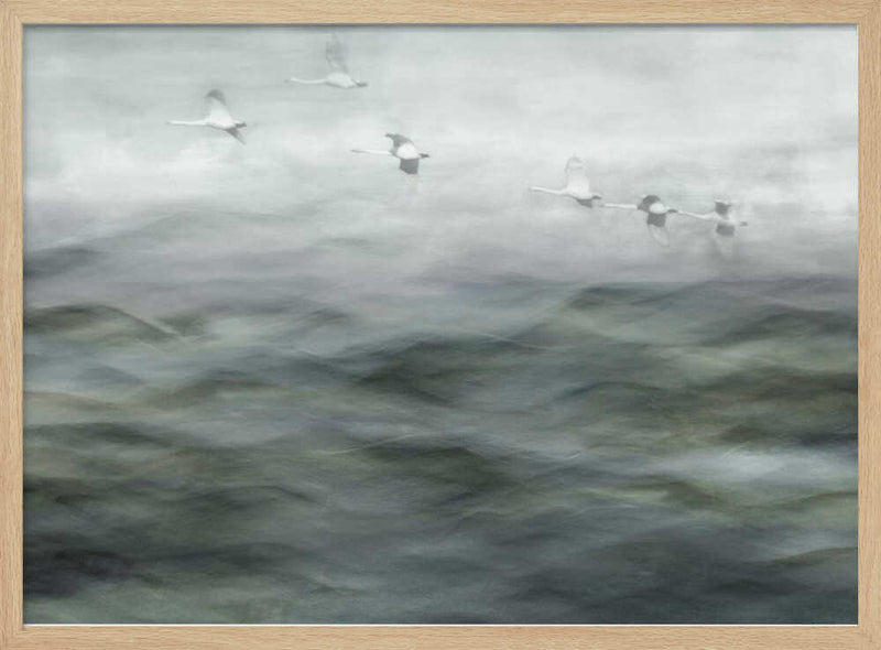 Swan Lake - Stretched Canvas, Poster or Fine Art Print