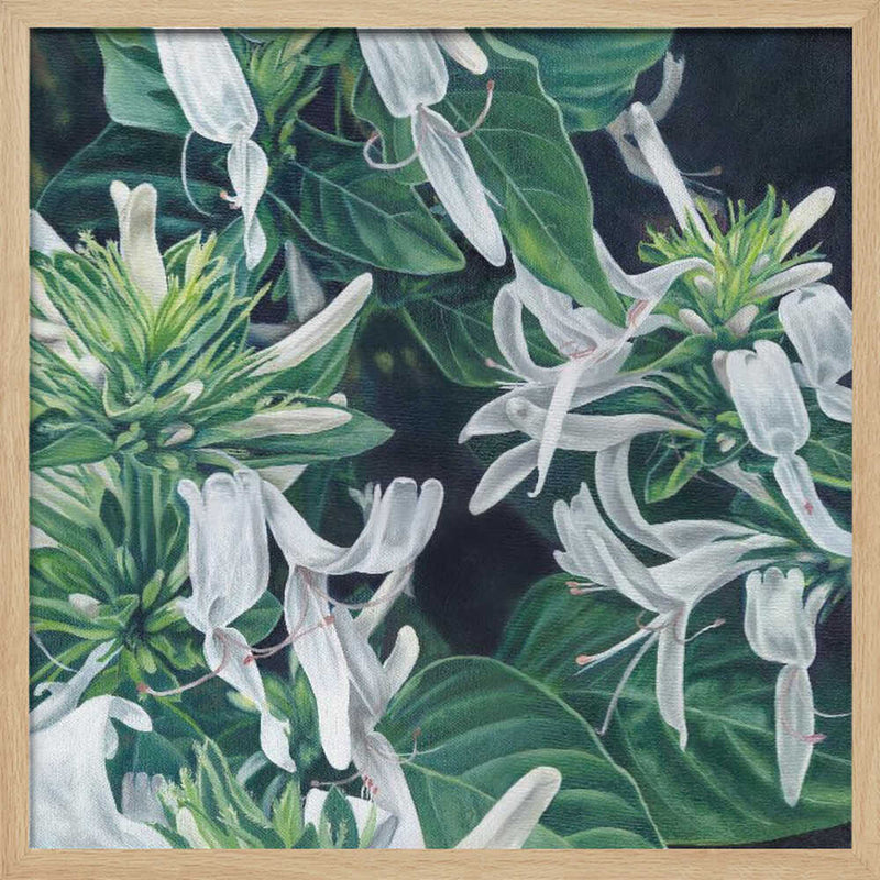 White Flowers By Viccy Wanliss - Square Stretched Canvas, Poster or Fine Art Print