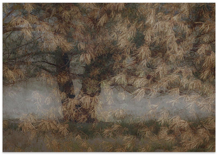 Pine tree - Stretched Canvas, Poster or Fine Art Print I Heart Wall Art
