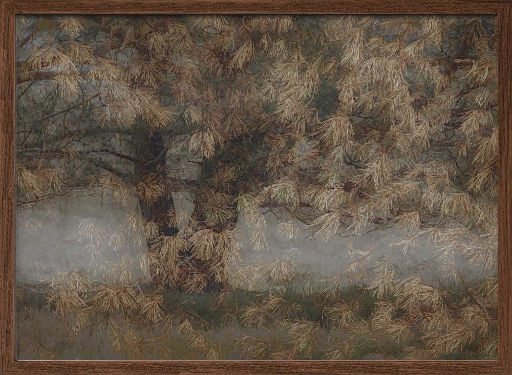 Pine tree - Stretched Canvas, Poster or Fine Art Print I Heart Wall Art