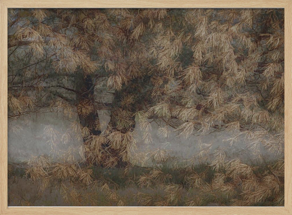 Pine tree - Stretched Canvas, Poster or Fine Art Print I Heart Wall Art