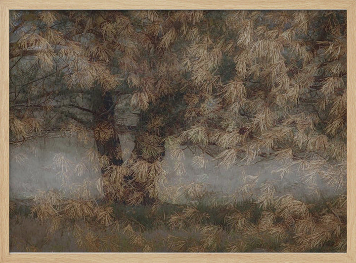 Pine tree - Stretched Canvas, Poster or Fine Art Print I Heart Wall Art