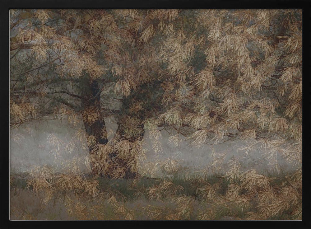 Pine tree - Stretched Canvas, Poster or Fine Art Print I Heart Wall Art