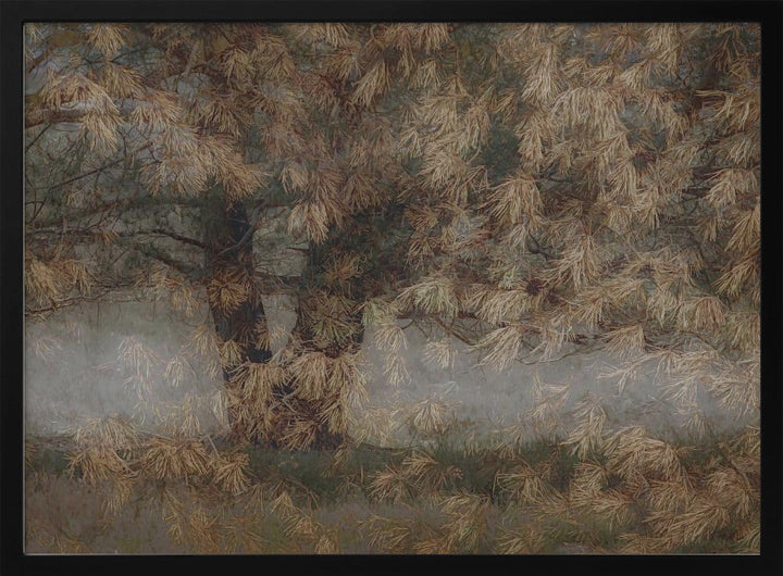 Pine tree - Stretched Canvas, Poster or Fine Art Print I Heart Wall Art