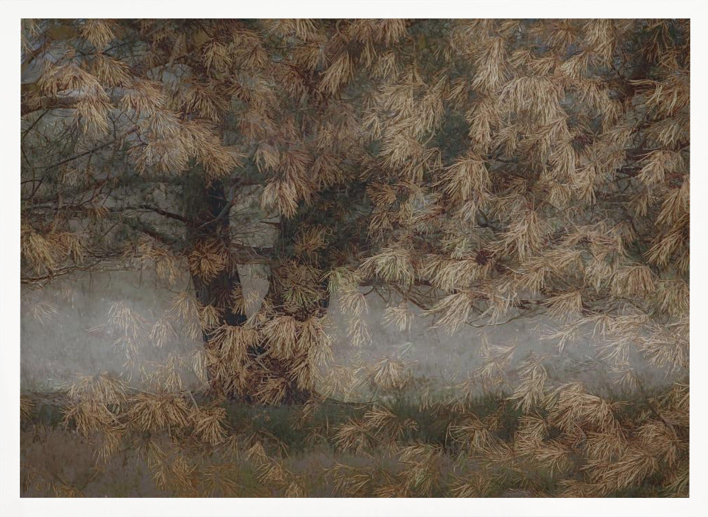 Pine tree - Stretched Canvas, Poster or Fine Art Print I Heart Wall Art