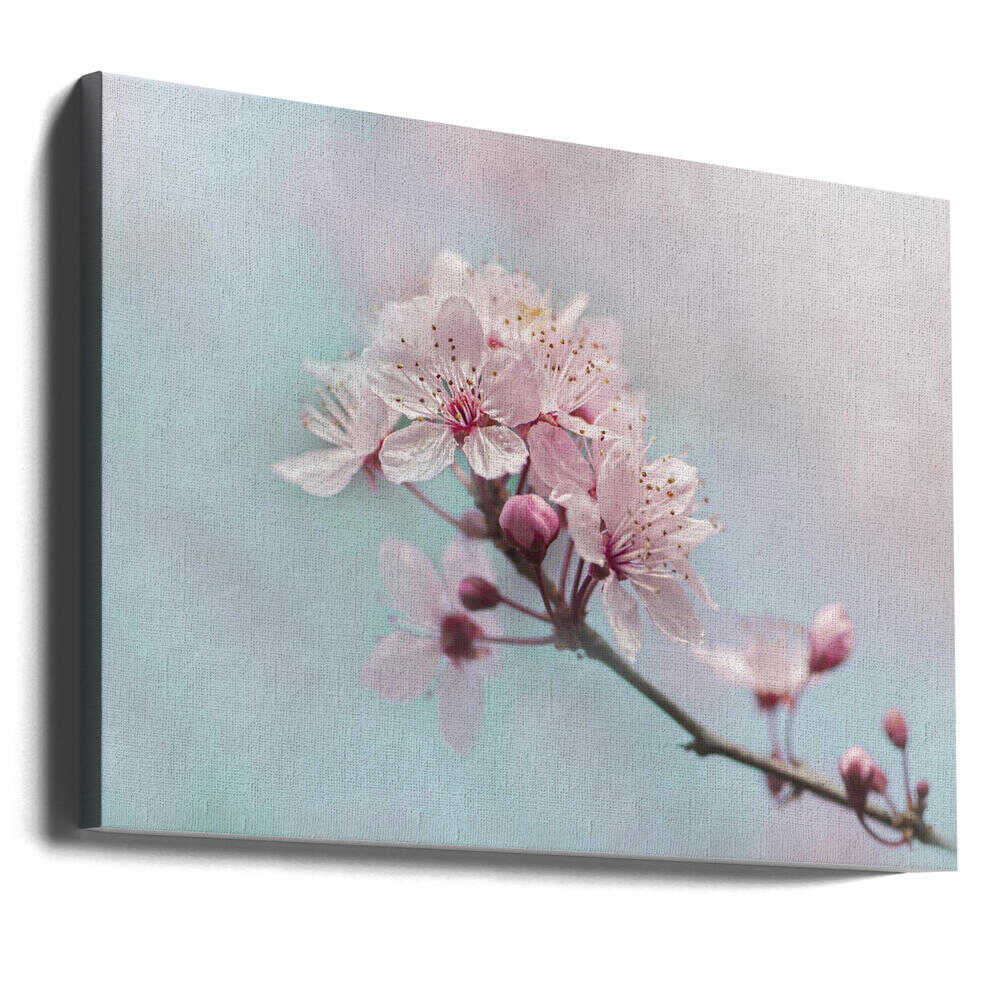 Pink Cherry Blossoms - Floral Photographic Stretched Canvas Poster or Fine Art Print