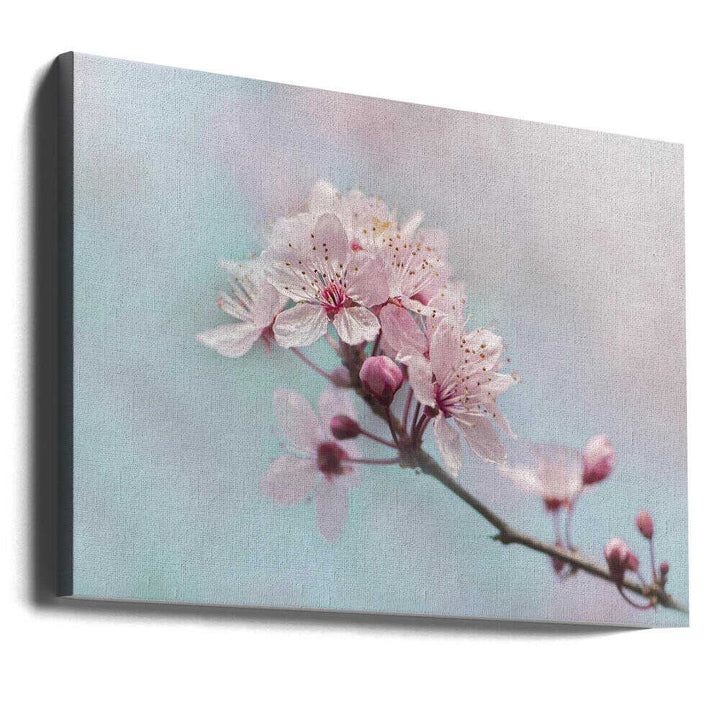 Pink Cherry Blossoms - Floral Photographic Stretched Canvas Poster or Fine Art Print