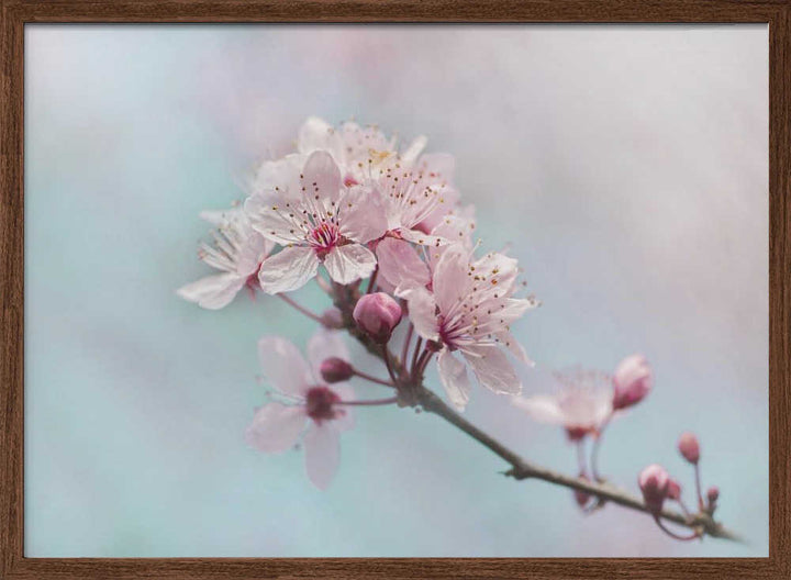 Pink Cherry Blossoms - Floral Photographic Stretched Canvas Poster or Fine Art Print
