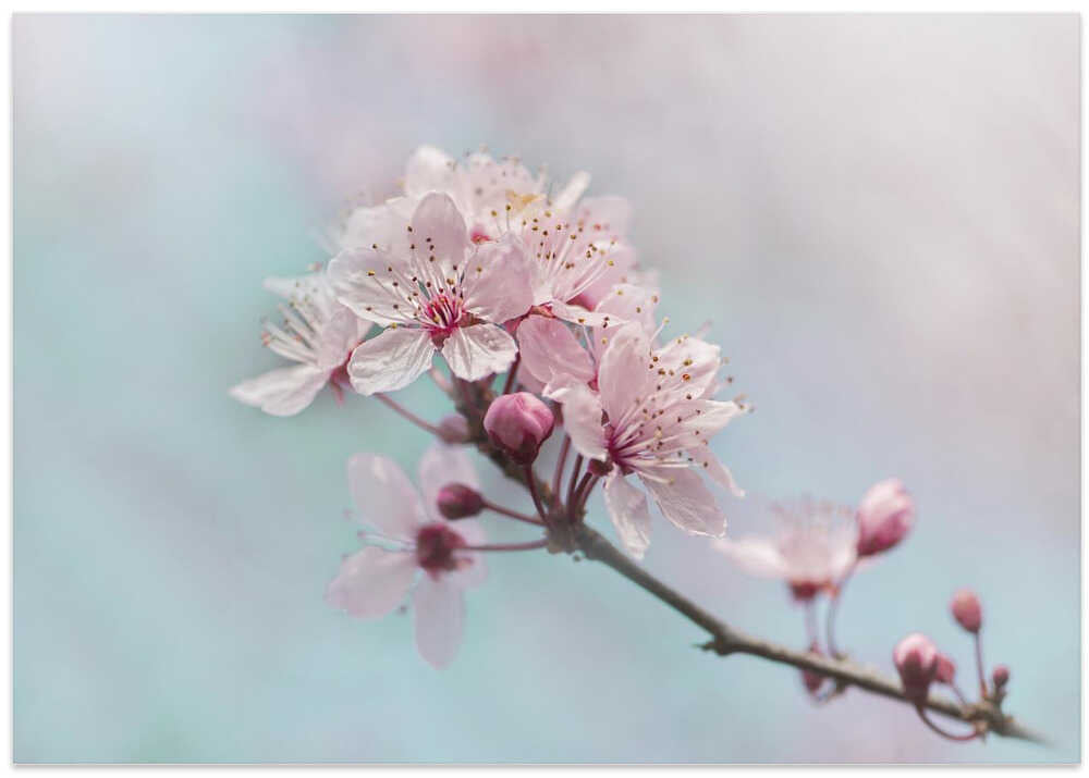 Pink Cherry Blossoms - Floral Photographic Stretched Canvas Poster or Fine Art Print