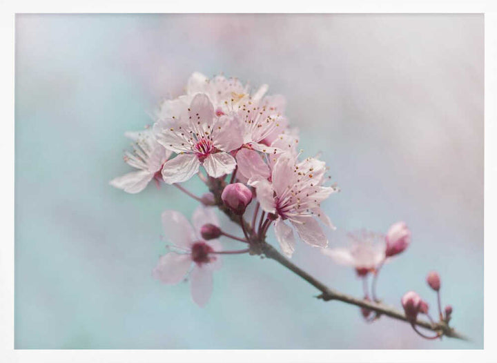 Pink Cherry Blossoms - Floral Photographic Stretched Canvas Poster or Fine Art Print