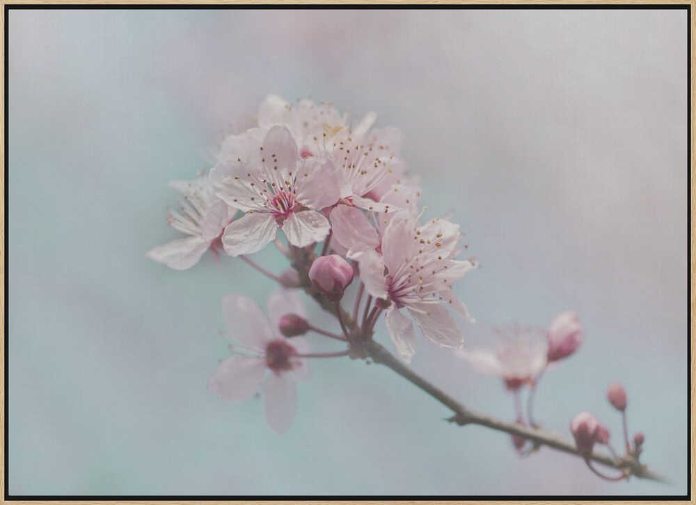 Pink Cherry Blossoms - Floral Photographic Stretched Canvas Poster or Fine Art Print