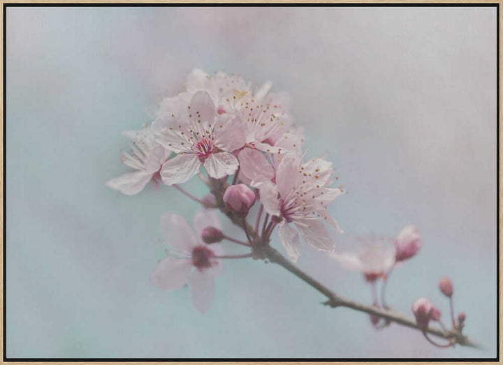 Pink Cherry Blossoms - Floral Photographic Stretched Canvas Poster or Fine Art Print