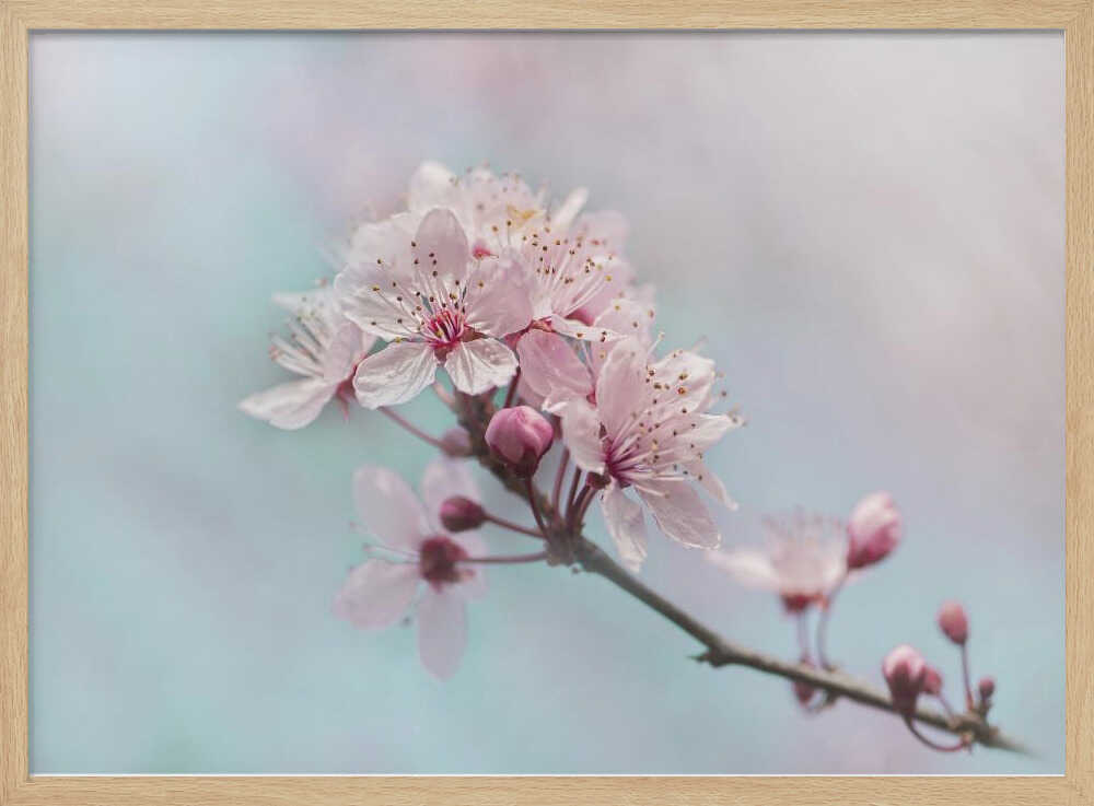 Pink Cherry Blossoms - Floral Photographic Stretched Canvas Poster or Fine Art Print
