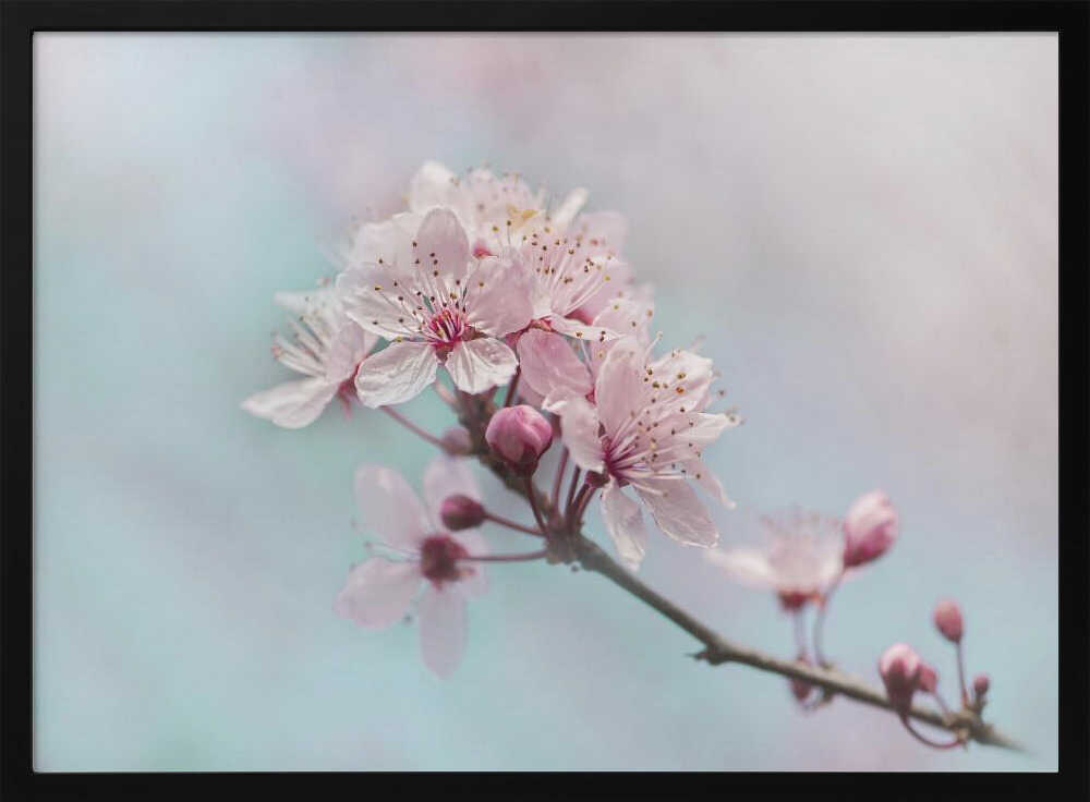Pink Cherry Blossoms - Floral Photographic Stretched Canvas Poster or Fine Art Print