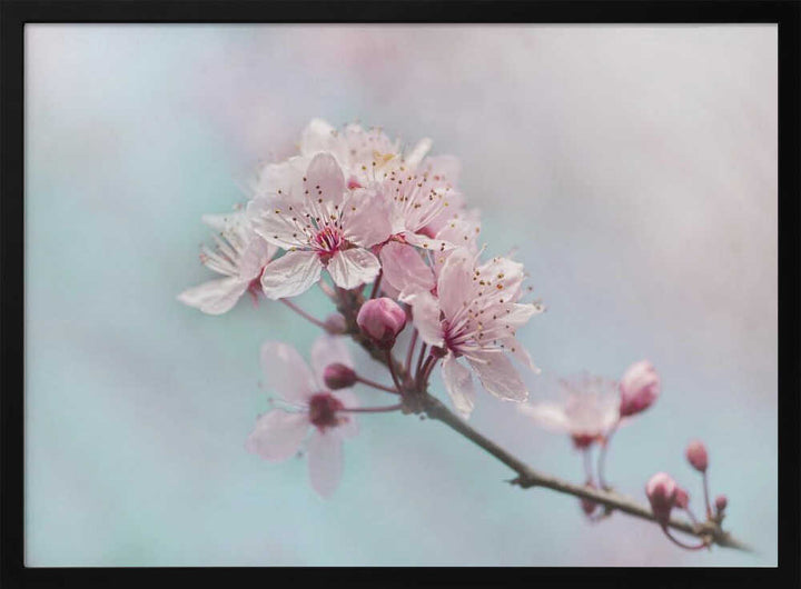 Pink Cherry Blossoms - Floral Photographic Stretched Canvas Poster or Fine Art Print
