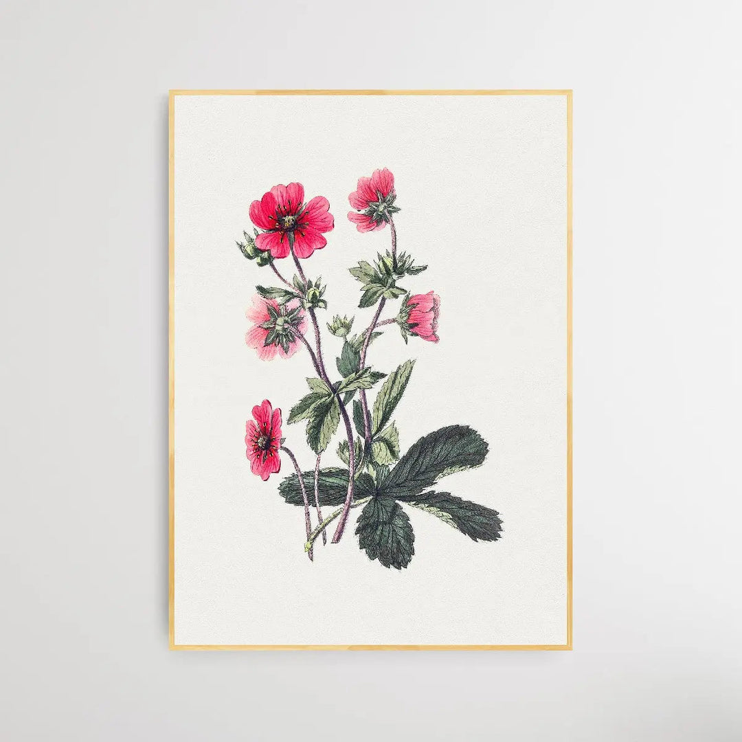 Pink Cinquefoil - I Heart Wall Art