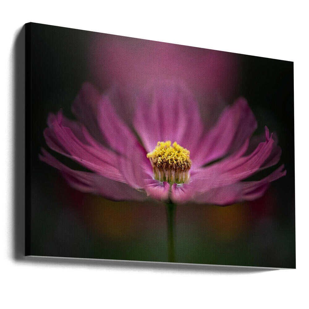 Pink Cosmos Bloom - Floral Photographic Stretched Canvas Poster or Fine Art Print