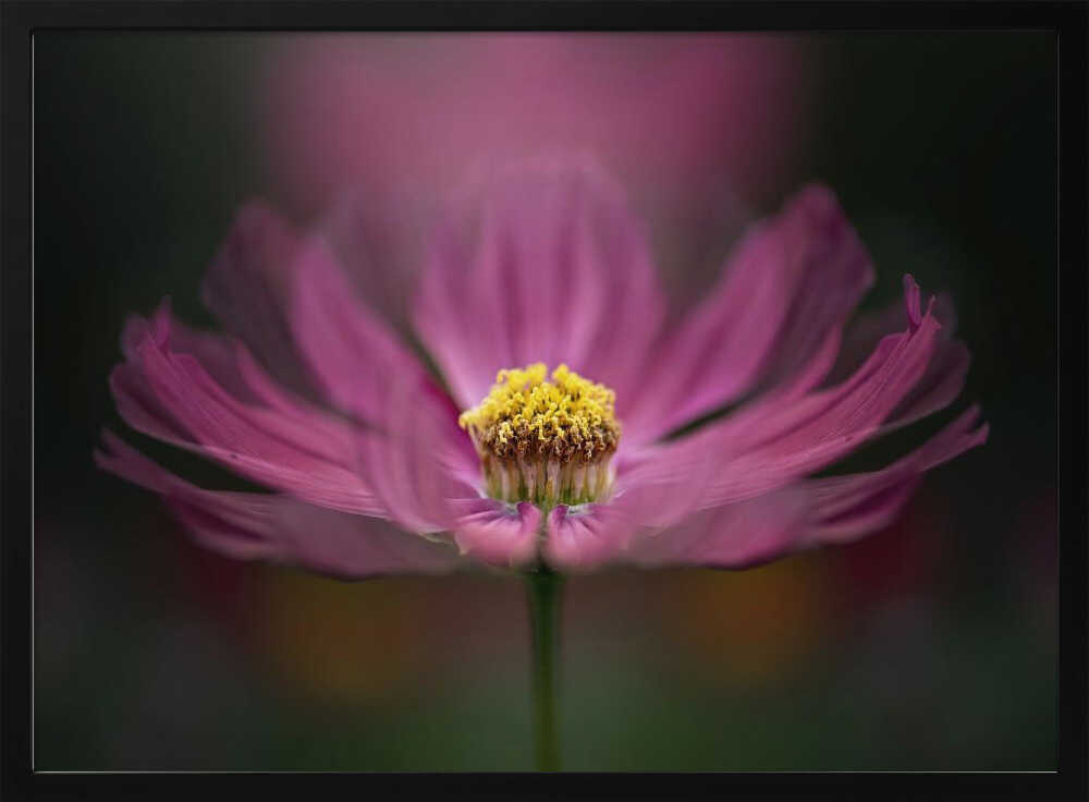 Pink Cosmos Bloom - Floral Photographic Stretched Canvas Poster or Fine Art Print