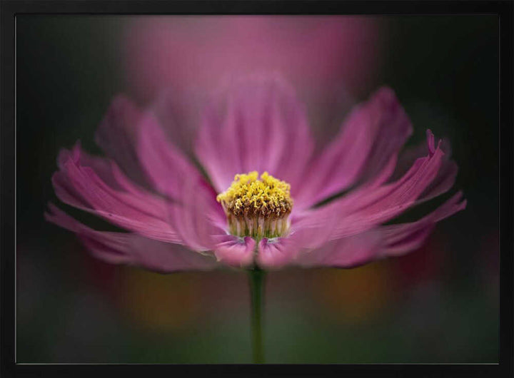 Pink Cosmos Bloom - Floral Photographic Stretched Canvas Poster or Fine Art Print