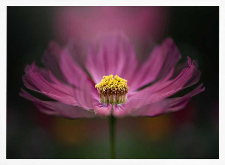 Pink Cosmos Bloom - Floral Photographic Stretched Canvas Poster or Fine Art Print