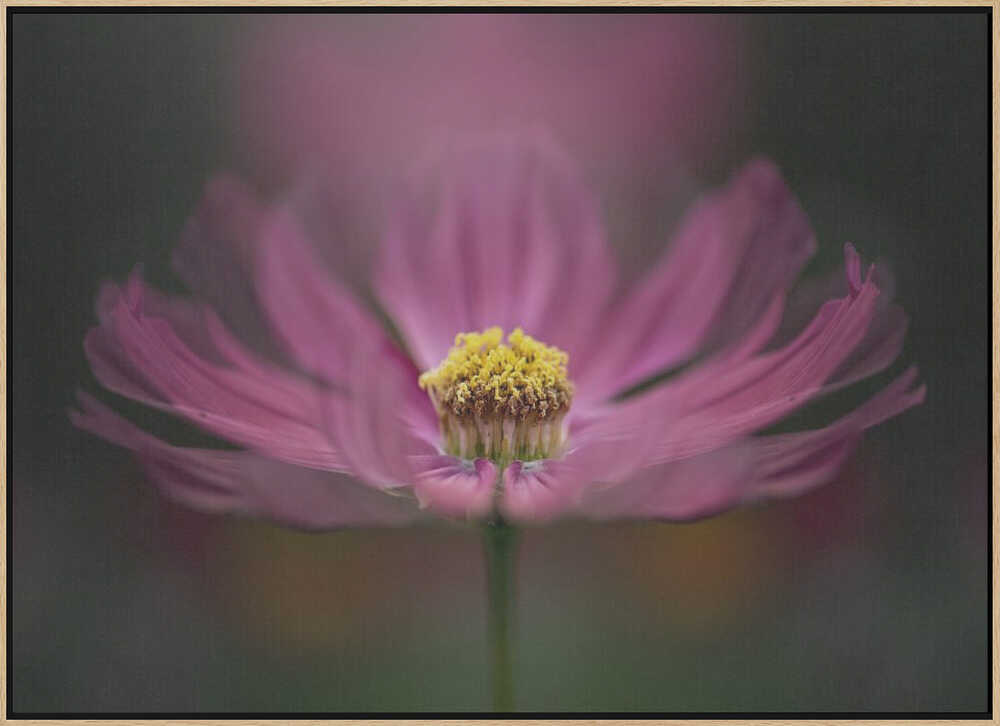 Pink Cosmos Bloom - Floral Photographic Stretched Canvas Poster or Fine Art Print