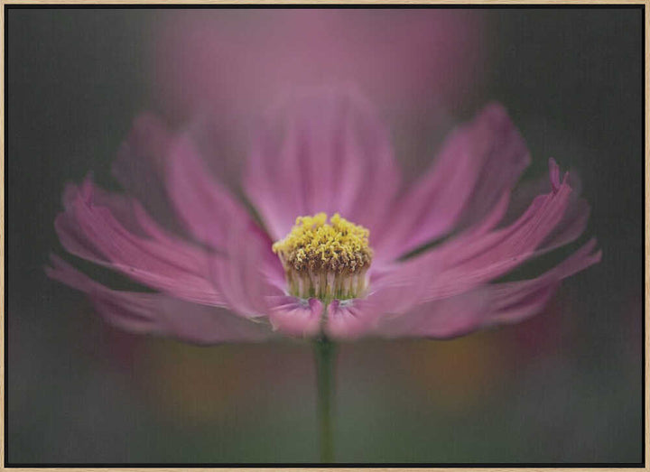Pink Cosmos Bloom - Floral Photographic Stretched Canvas Poster or Fine Art Print