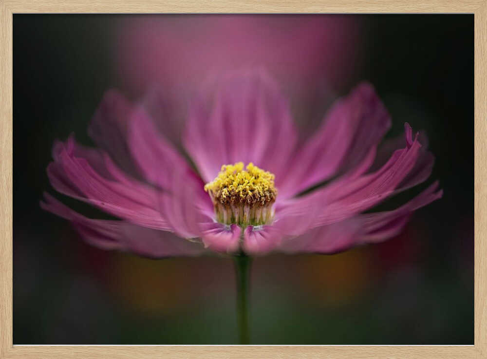 Pink Cosmos Bloom - Floral Photographic Stretched Canvas Poster or Fine Art Print