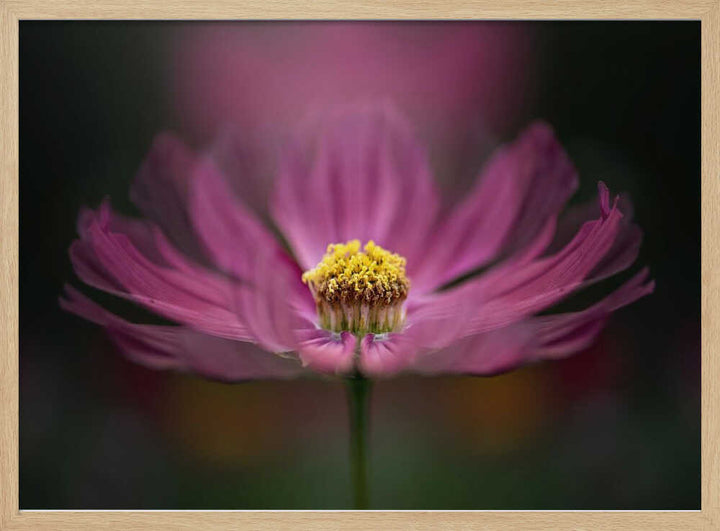 Pink Cosmos Bloom - Floral Photographic Stretched Canvas Poster or Fine Art Print