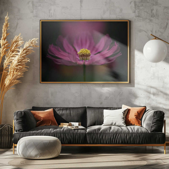Pink Cosmos Bloom - Floral Photographic Stretched Canvas Poster or Fine Art Print
