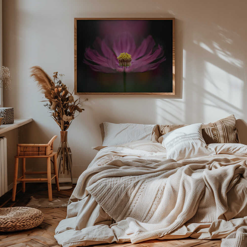 Pink Cosmos Bloom - Floral Photographic Stretched Canvas Poster or Fine Art Print