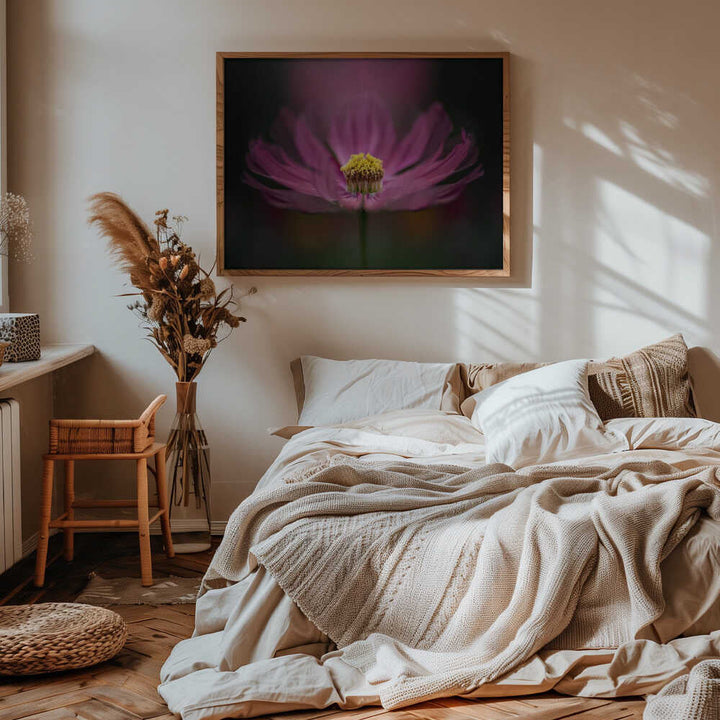 Pink Cosmos Bloom - Floral Photographic Stretched Canvas Poster or Fine Art Print