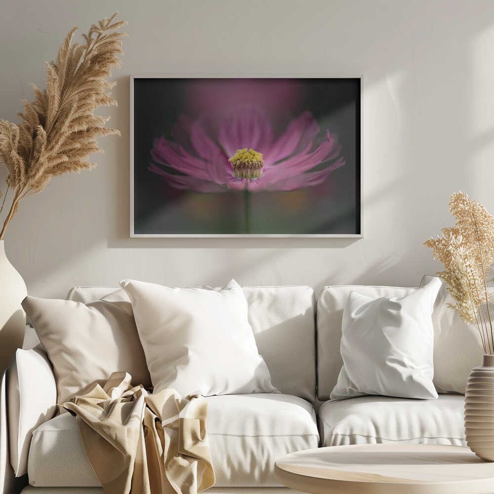 Pink Cosmos Bloom - Floral Photographic Stretched Canvas Poster or Fine Art Print